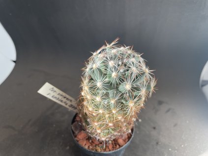 Coryphantha vivipara v.arizonica SB 701