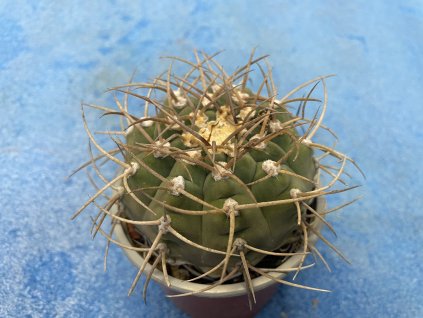 Gymnocallicium  barianum