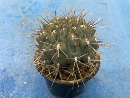 Gymnocallicium gibbosum