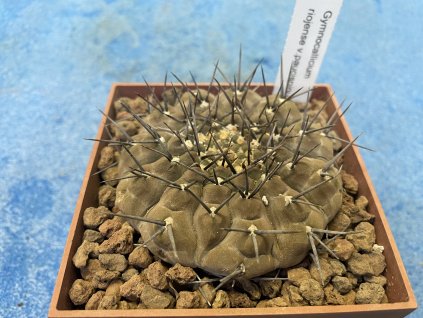 Gymnocallicium riojense paucispinum