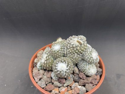 Copiapoa laui