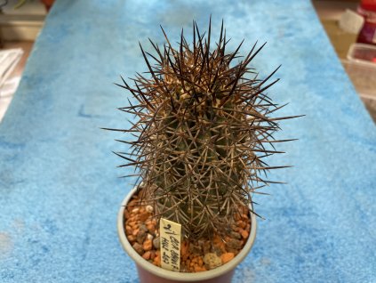 Copiapoa schulziana HNS 207