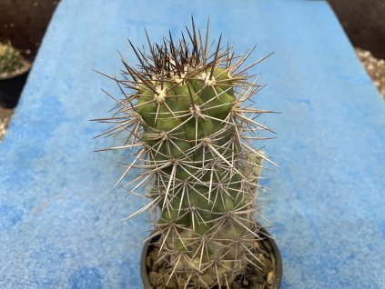 Copiapoa echinoides JN 785