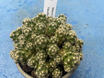 Mammillaria saboae v.haudeana