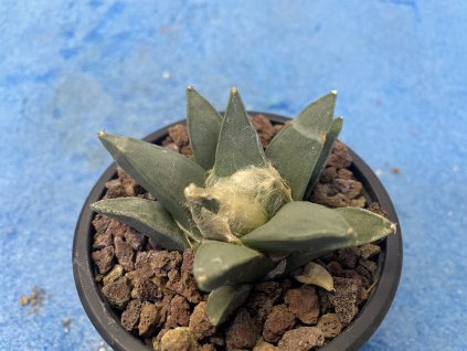 Ariocarphus retusus scapharostroides