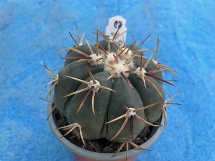 Echinocactus horizontalonius RC 15