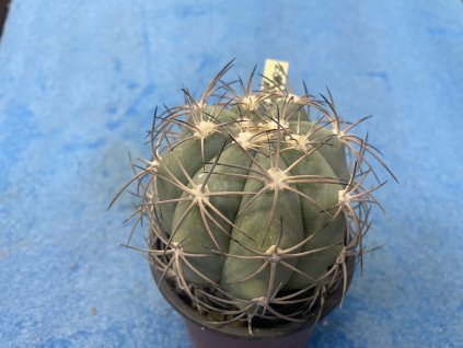 Echinocactus horizontalonius PC 72,La Luz,Coah