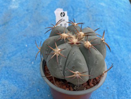 Echinocactus horizontalonius VZD 293