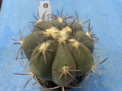 Echinocactus horizontalonius