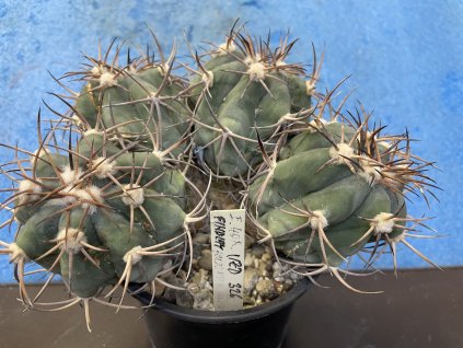 Echinocactus horizontalonius ,San Filipe