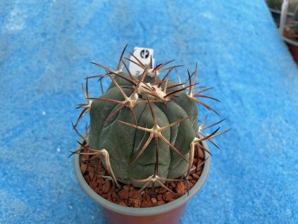 Echinocactus horizontalonius  VZD 494