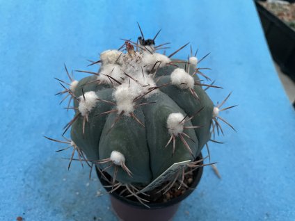 Echinocactus horizontalonius VZD 497