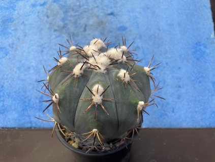 Echinocactus horizontalonius ,Guatro cinegas
