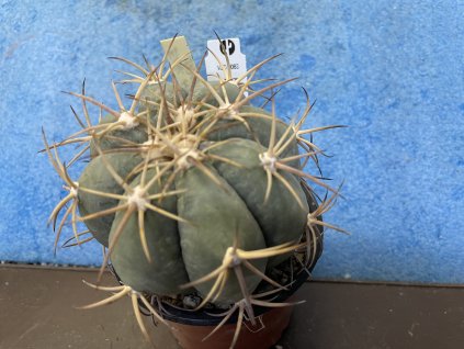 Echinocactus horizontalonius    0063,Saltilo Toreon