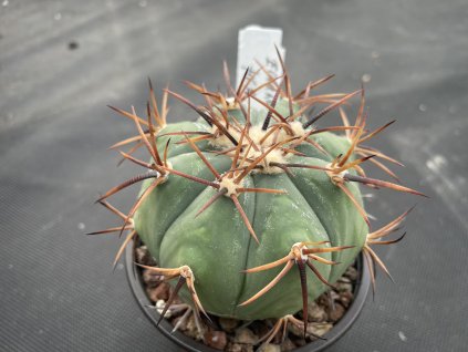 Echinocactus horizontalonius    0063,Saltilo Toreon