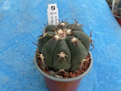 Echinocactus horizontalonius    PC 77