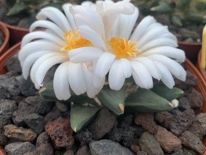 1305D6B7 CEB9 41AC B0AF CA4428C0E6B6