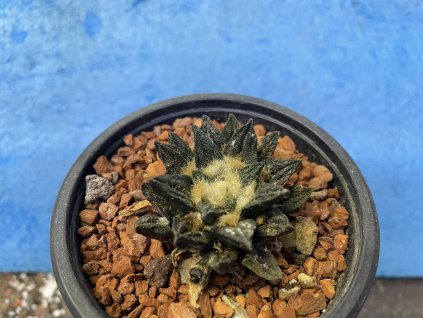 Ariocarphus scapharostrus