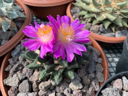 1616D0C7 0F77 4638 9077 4B84A130BF12