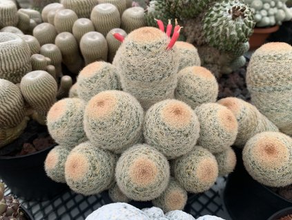 B4FC3672 F0B8 42EC A606 780DF7EF7164