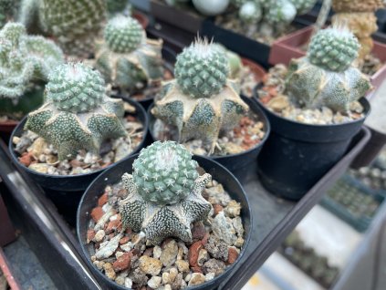 A07EA272 5057 424F 8657 77CA1B79A0FD