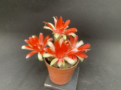 6209B247 6CE2 4B9A B143 E5573AC06701