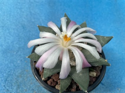 Ariocarphus retusus f.rosa