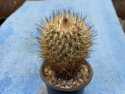 Gimnocactus beguini