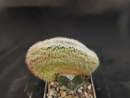 F5C0A7C5 DB75 4D78 9368 B53269CAEE3E