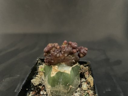 4EE29F59 CC2A 4E37 847D FC1F86FA055C