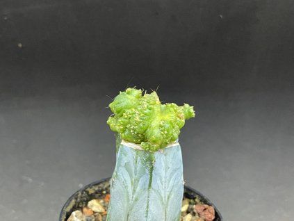 Aztekium ritterii monstrosa