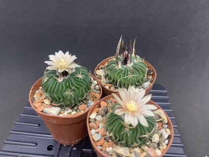 D6DA64F5 3909 49FA 9E9C EA55EA87E07C