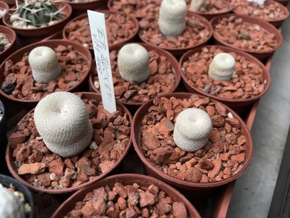 Epithelantha bockei VM 400