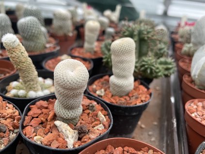 Epithelantha bockei VM 400
