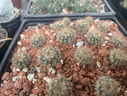 Echinofossulocactus multicostatus PP 819