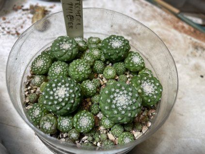 Strombocactus pulcherimus