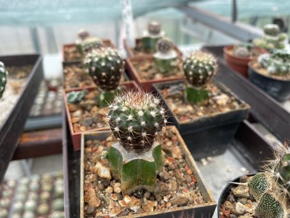 89496B8F 7AE0 4776 B717 0CB0407DF029