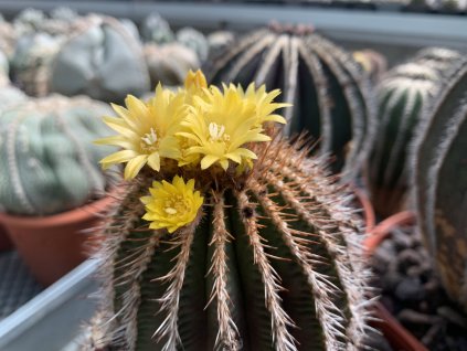 53E50242 210E 49D1 B166 1FD7775DA64D