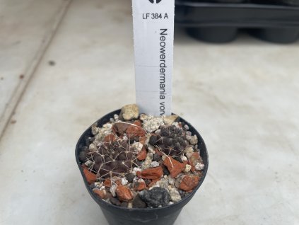 Neowerdermania vorwerkii LF 384 A