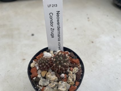 Neowerdermania vorwerkii L F 213 Condor Zruga
