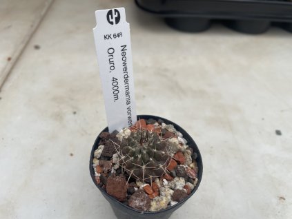 Neowerdermánia vorwerkii KK 648 Oruro