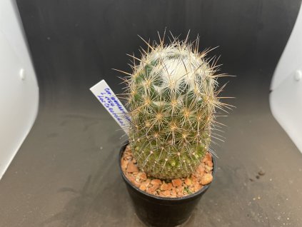 Coryphantha werdermanii L 1164