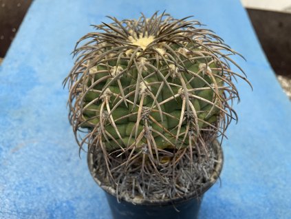 Gymnocallicium spegazini