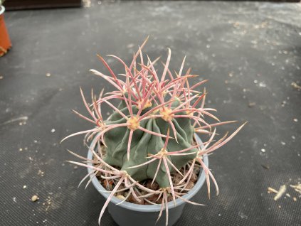 Echinocactus paryi