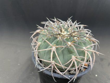 Gymnocallicium spegazini