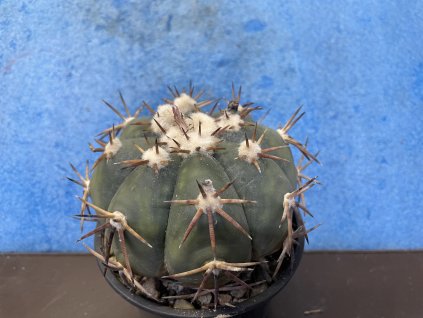 Echinocactus horizontalonius JABO 32
