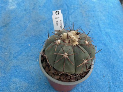 Echinocactus horizontalonius JABO 32