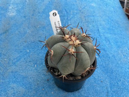 Echinocactus horizontalonius Ocampo Coah