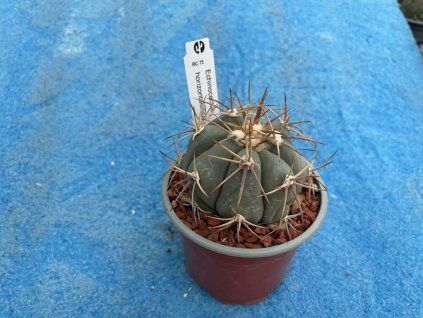 Echinocactus horizontalonius RC 77,San Rafael