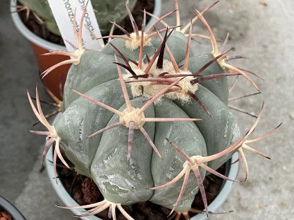 Echinocactus horizontalonius RC 73,San Rafael
